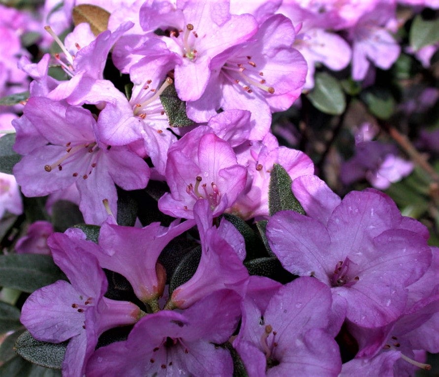 Barto Alpine Azalea - Evergreen | Whitney Gardens & Nursery