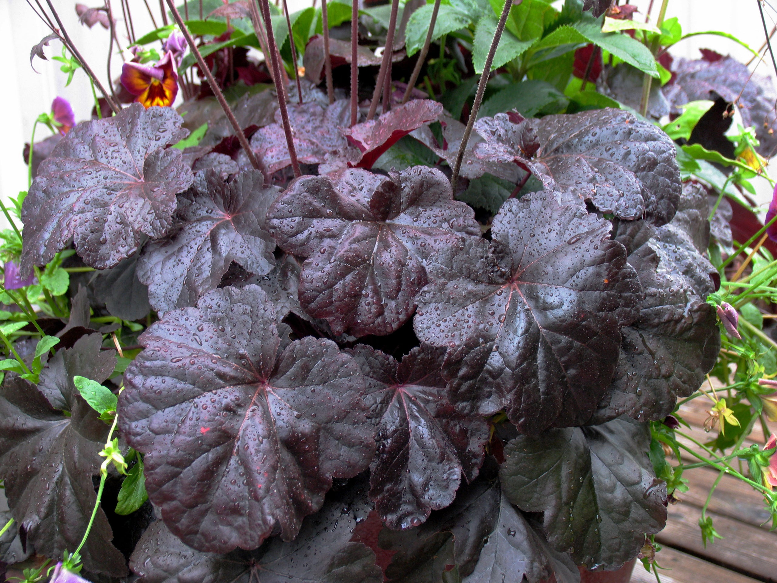 Heuchera 'Obsidian' Coral Bells Whitney Gardens & Nursery