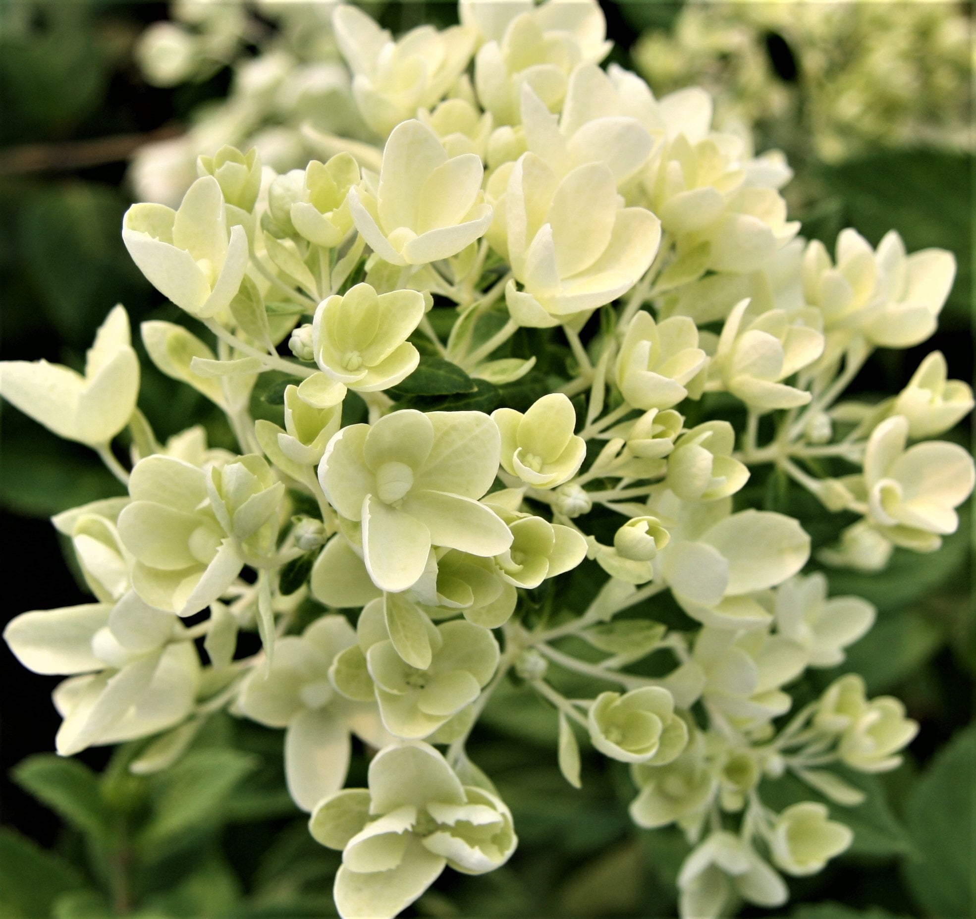 Hydrangea Bombshell Whitney Gardens and Nursery