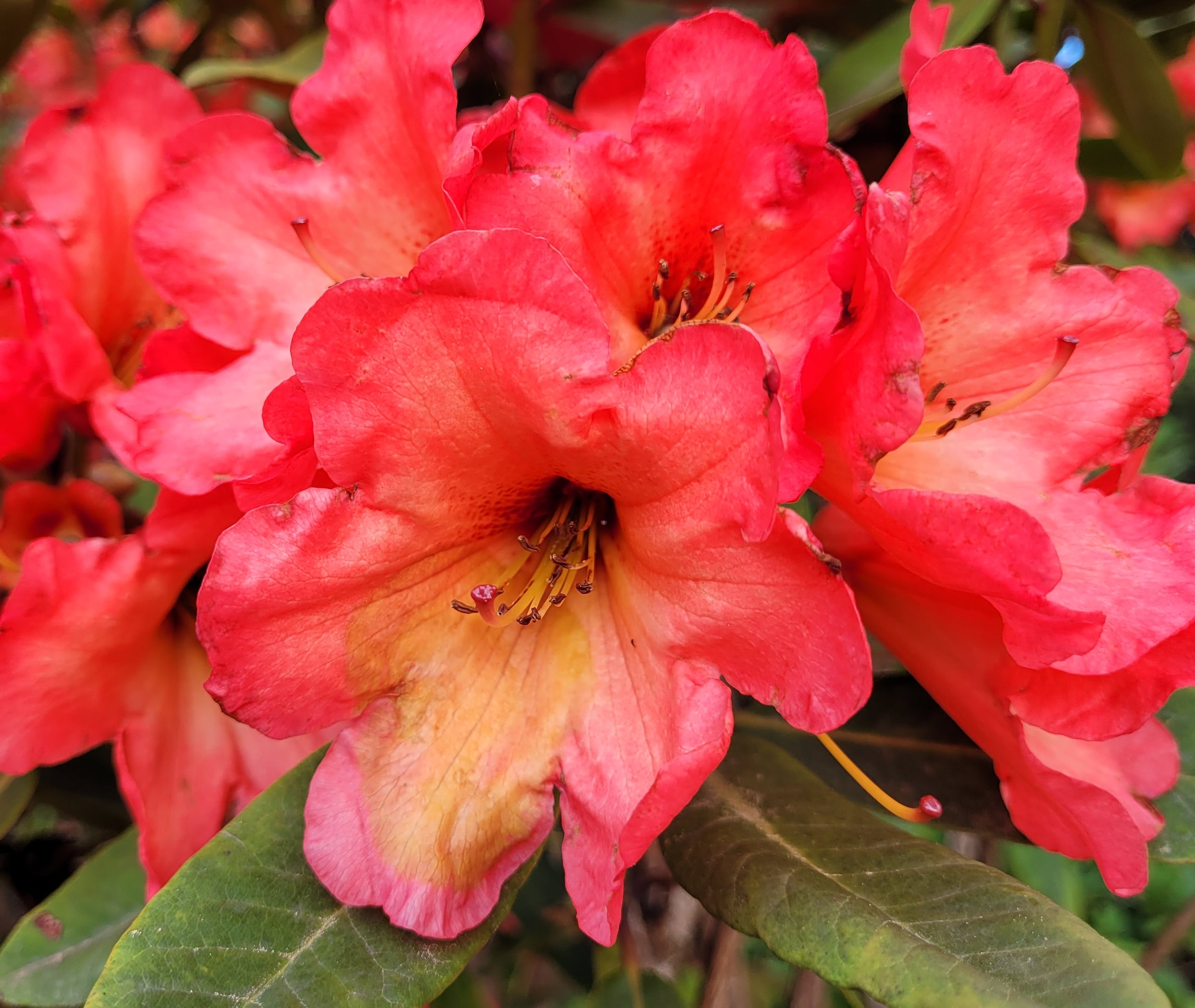 Hillside Orange Rhododendron Whitney Gardens and Nursery