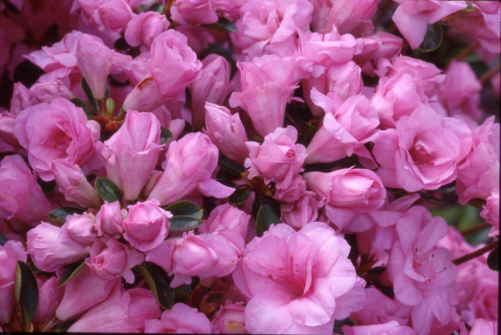 Pink Rosebud, Azalea Evergreen Whitney Gardens & Nursery