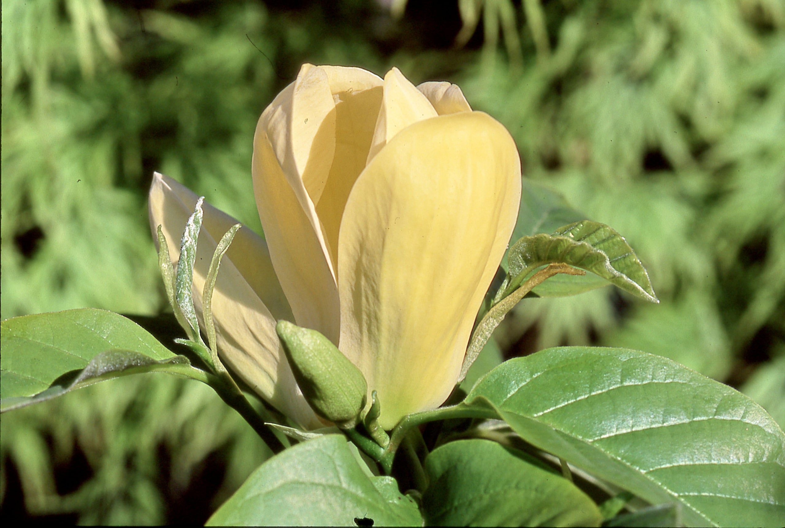 M. Yellow Bird Magnolia Whitney Gardens & Nursery